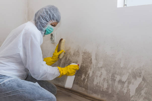 Trusted Forrest City, AR Mold Remediation Experts