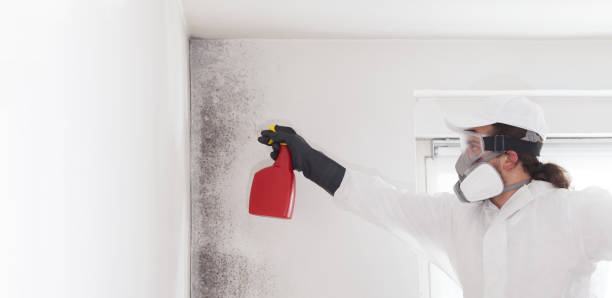 Best White Mold Remediation in Forrest City, AR