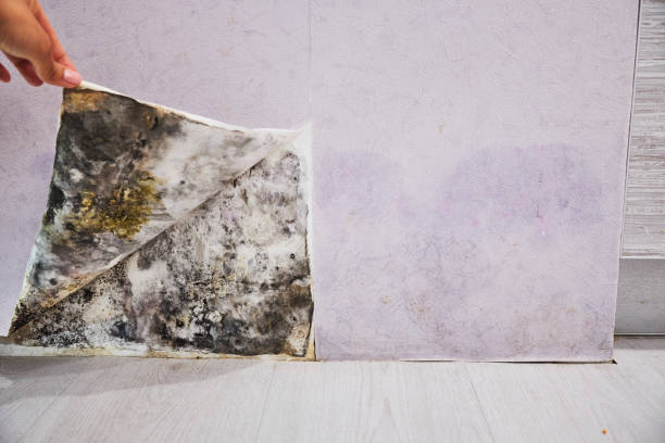 Best Localized Mold Remediation (e.g., coastal areas, humid climates) in Forrest City, AR